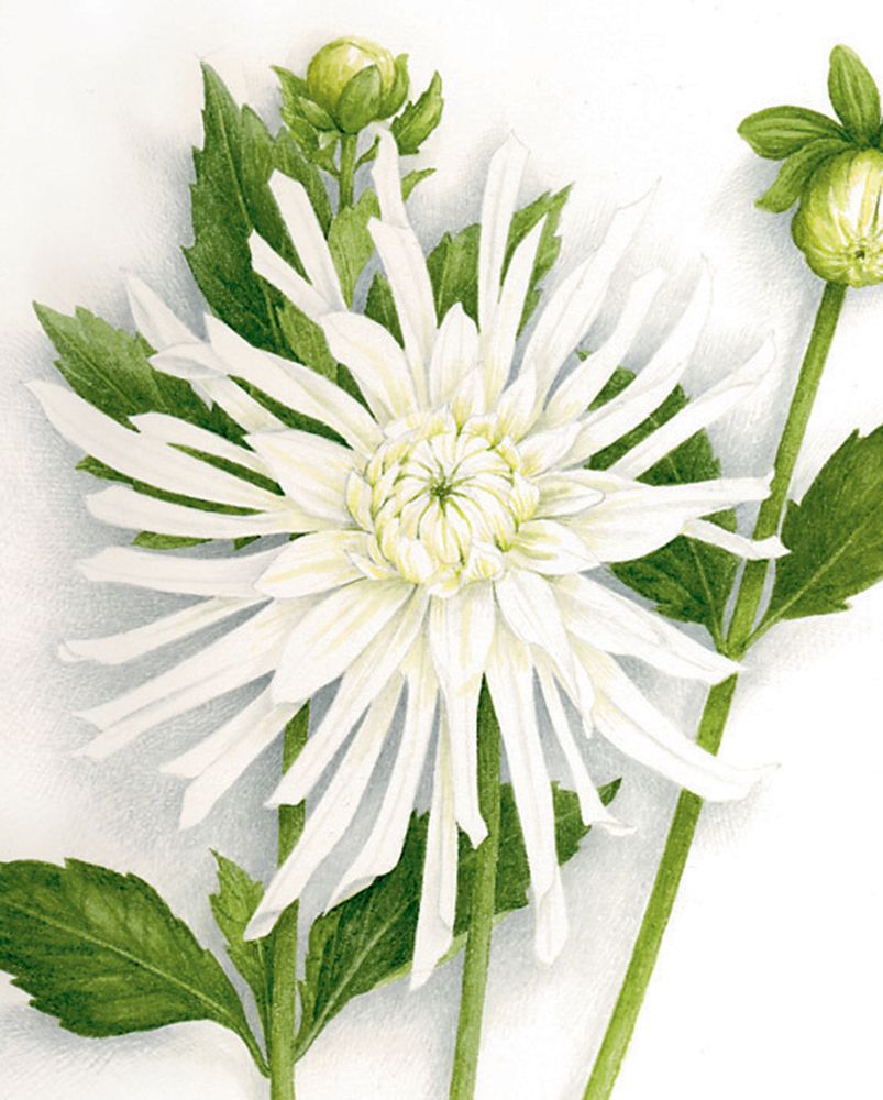 Aquarelle botanique détaillée représentant un chrysanthème blanc aux pétales longs et fins, entouré de feuillage vert et de boutons floraux en cours d’épanouissement, sur un fond doux et épuré.